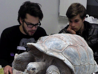 latency tortoise